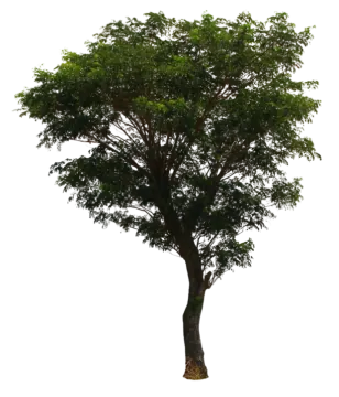a tree on a white background