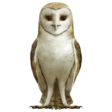 an owl standing on a white background