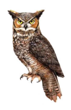 a drawing of an owl on a white background