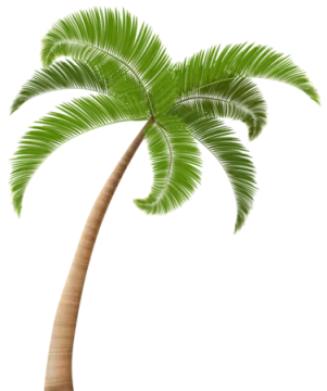a palm tree on a white background