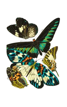 three butterflies on a white background