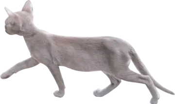 a gray cat walking on a white background