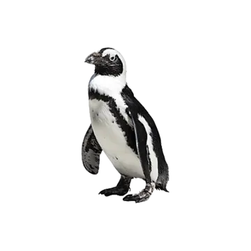 an image of a penguin on a white background