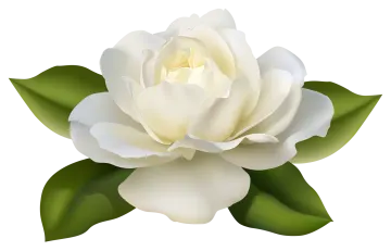 a white rose with green leaves