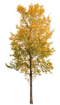 a tree with yellow leaves on it