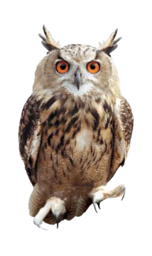 an owl sitting on top of a white surface