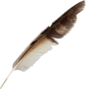 a brown and white feather on a white background