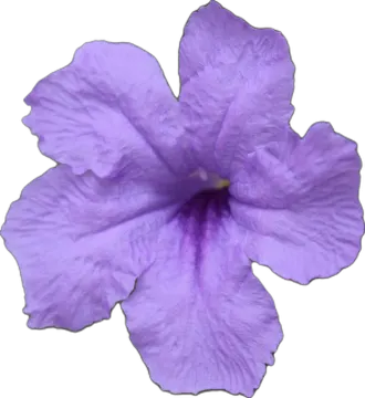 a purple flower on a white background