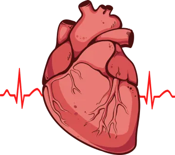 an illustration of a heart with a heartbeat
