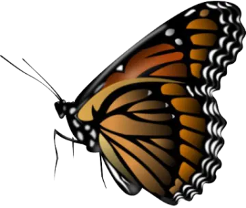 a monarch butterfly on a white background