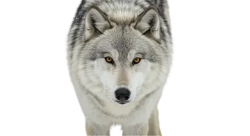 a gray wolf looking at the camera