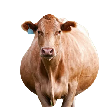 a brown cow standing in front of a white background