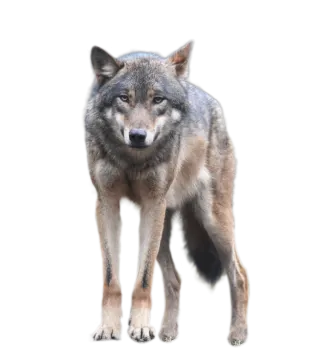 a wolf standing in front of a white background