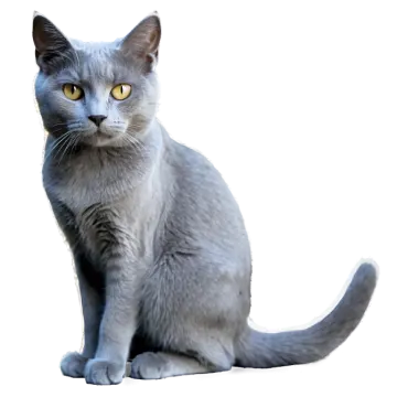 a gray cat sitting on a white surface