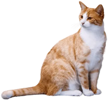 an orange and white cat sitting on the floor