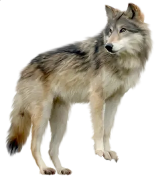 an image of a wolf on a white background