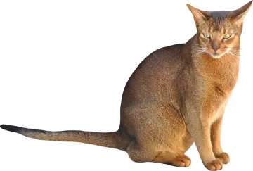 a cat is sitting on a white surface