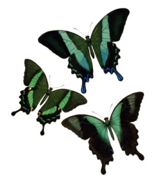 three green butterflies on a white background