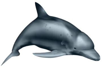 a drawing of a dolphin
