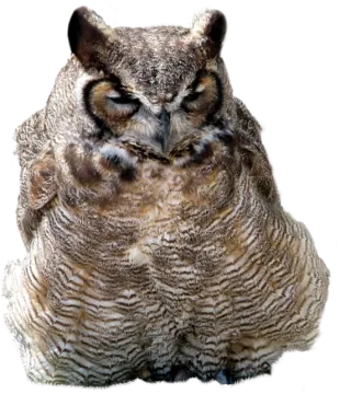 an owl sitting on top of a white surface