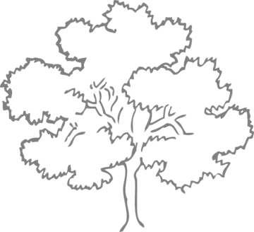 a tree with no leaves on it