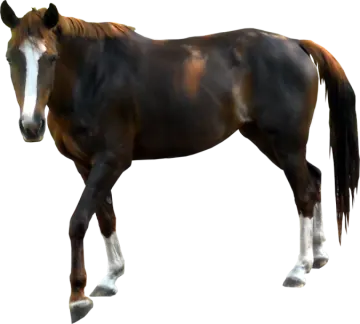 a brown and white horse standing on a white background