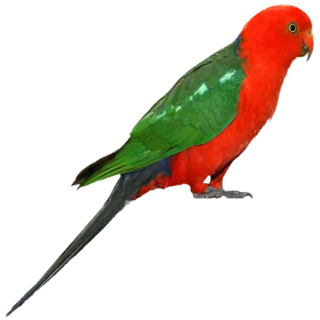 a red and green parrot perched on a white background