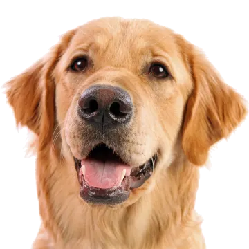 a close up of a dog's face