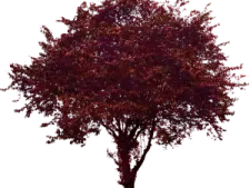 a tree with red leaves on it