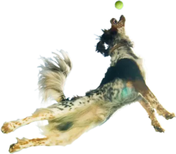 a dog jumping in the air to catch a ball