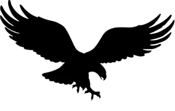 an eagle silhouetted on a white background