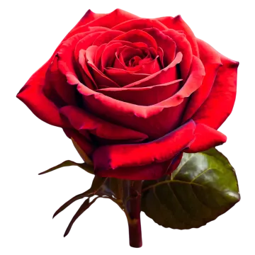 a single red rose on a white background