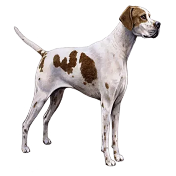 a brown and white dog standing on a white background