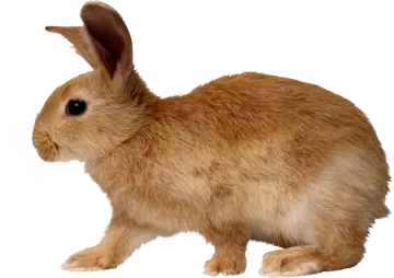 a small brown rabbit standing up against a white background