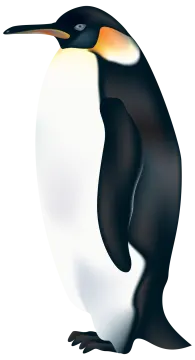 a black and white penguin standing on its hind