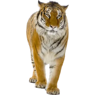 a tiger walking on a white background