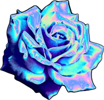 a blue rose on a white background