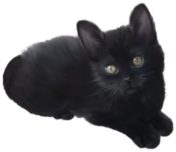 a black cat with yellow eyes laying down