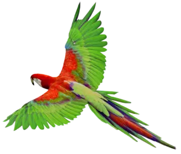 a red and green parrot flying in the air