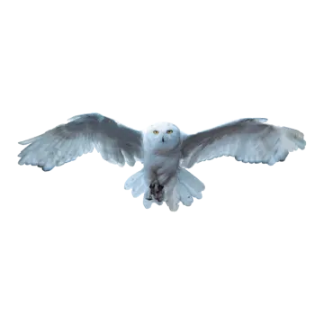 a white bird is flying in the air