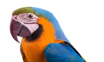 a close up of a blue and yellow parrot
