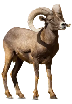 a bighorn ram standing in front of a white background