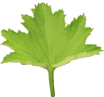 a green leaf on a white background