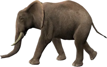 an elephant walking on a white background
