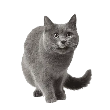 a black and white photo of a cat