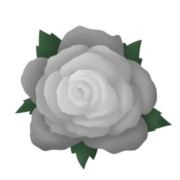 a white rose with green leaves on it