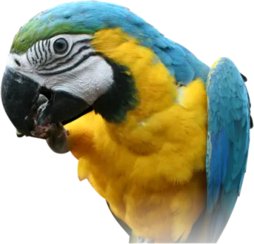 a blue and yellow parrot with its mouth open