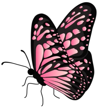 a pink butterfly on a white background