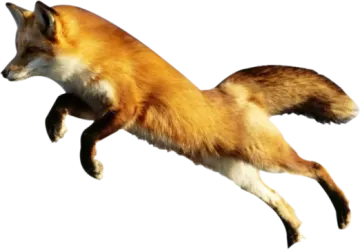 a red fox jumping in the air