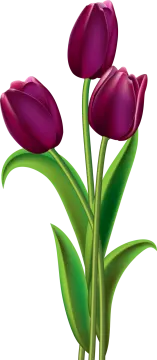 three purple tulips clipart